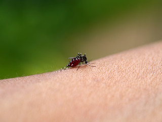 Close-up of a mosquito sucking blood in rainforests.