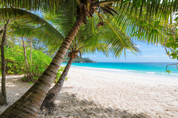 Beautiful white sand beach wiht palm trees.