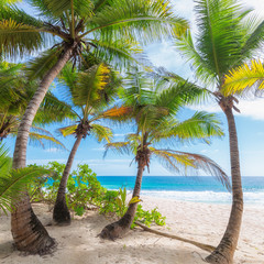 Beautiful white sand beach wiht palm trees on Seychelles.
