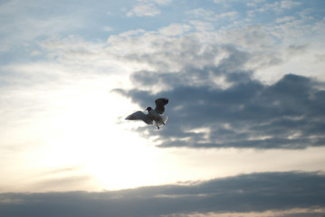 Fototapeta na wymiar the seagull flying on the sky
