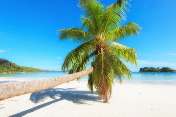 Palm tree on white sand beach.