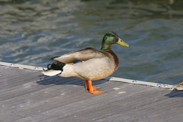 Mr. Duck