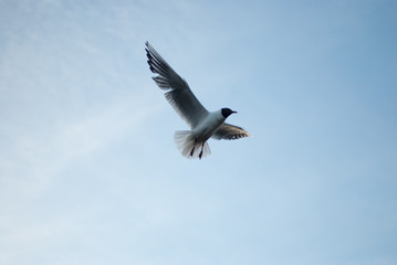 the seagull