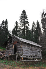 Wooden shack in the forest