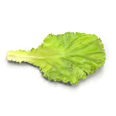 Lettuce Leaf on white. Side view. 3D illustration