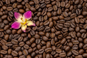 Coffee beans