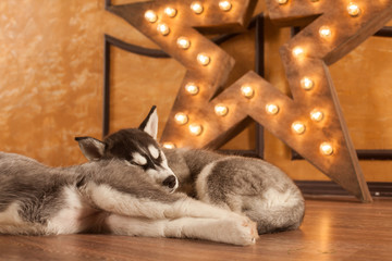 blue eyed beautiful husky puppies
