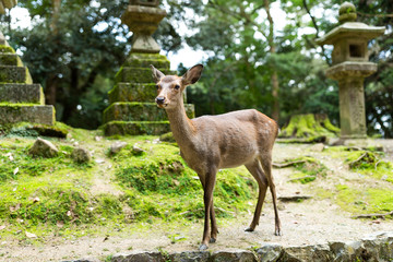 Naklejka na ściany i meble Wild deer in Japanese temple