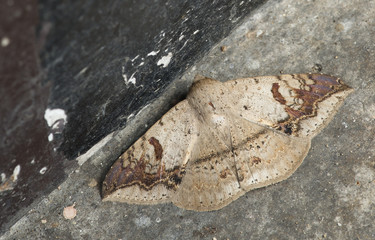 Butterfly at night, Moth in thailand that can be found in the rainy., The small moth perched on wall, Beautiful wing,