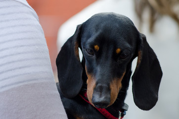 dachshund dog in the hands of the hostess