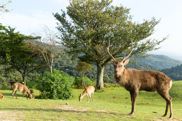 Wild stag deer on mountain © leungchopan