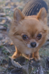 Chihuahua