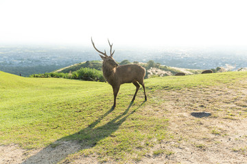 Red Stag Deer