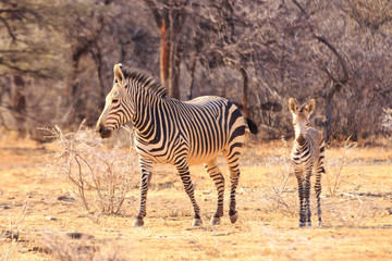 Fototapeta na wymiar Mountain Zebra and baby in Namibia