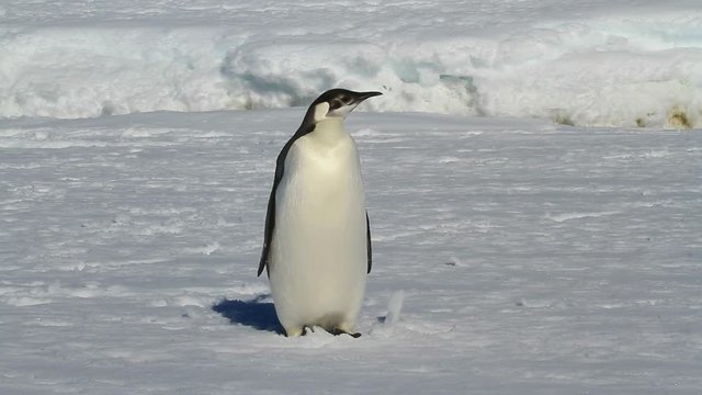 young emperor penguin who stands on the frozen ocean winter sunny day