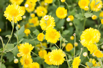 chrysanthemum flower in the garden.