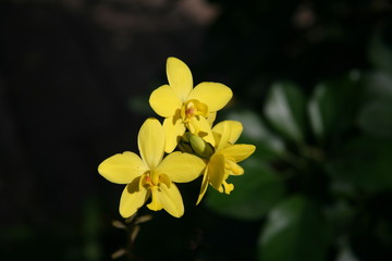 Yellow orchids /Tropical orchids