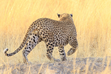 Leopard in the Grass