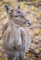 Deer closeup