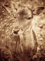 Obraz premium Deer abstract closeup