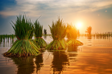 Fototapeta na wymiar rice plant in rice field with sunlight