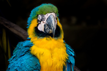 Guacamaya azul y amarillo - Ara ararauna