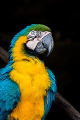 Guacamaya azul y amarillo - Ara ararauna