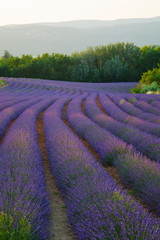 Panele Szklane  Fields of lavender Provence France
