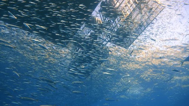 Увлекательные подводные погружения в Тихом океане у острова Гуадалупе. Мексика.