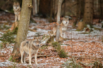 Eurasian wolf is standing in nature habitat in bavarian forest, national park in eastern germany, european forest animals, canis lupus lupus