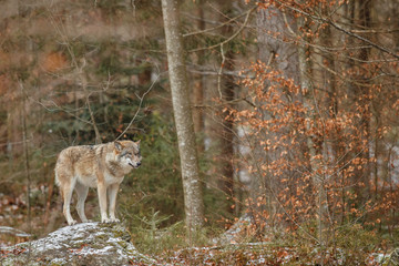 Eurasian wolf is standing in nature habitat in bavarian forest, national park in eastern germany,...