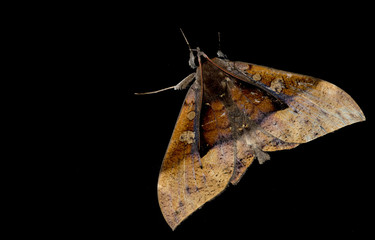 Butterfly at night, Moth in thailand that can be found in the rainy., The small moth perched on wall, Beautiful wing,