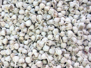 Food background with garlics