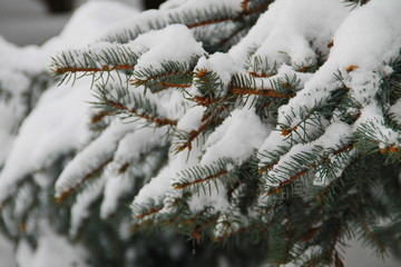 Spruce branches covered with snow