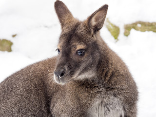 Bennett's wallaby, Macropus rufogriseus is surprised by snow © vladislav333222