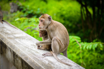 Fototapeta na wymiar monkeys (crab eating macaque) grooming one another.
