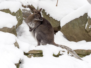 Bennett's wallaby, Macropus rufogriseus is surprised by snow © vladislav333222