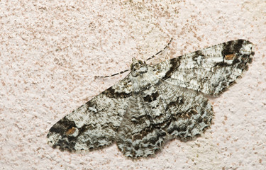 Butterfly at night, Moth in thailand that can be found in the rainy., The small moth perched on wall, Beautiful wing,