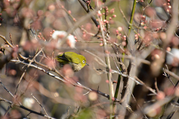 White eye on Plum(Japanese apricot) tree
