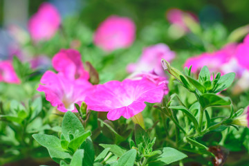 petunia flowers in the garden