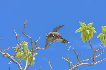 Brown booby, Sula leucogaster, juvenile, exotic bird on a tree, french Polynesia 