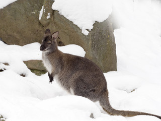 Bennett's wallaby, Macropus rufogriseus is surprised by snow © vladislav333222