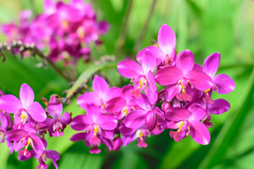 purple orchid flowers