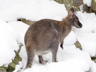 Bennett's wallaby, Macropus rufogriseus is surprised by snow © vladislav333222