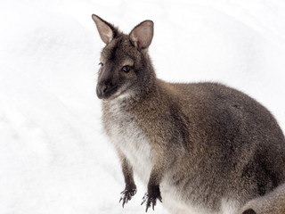 Bennett's wallaby, Macropus rufogriseus is surprised by snow © vladislav333222