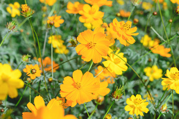 yellow cosmos flower in nature garden