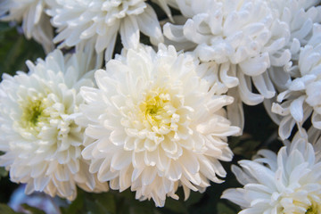 beauty color chrysanthemum flowers close up,daisy flower