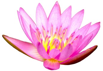 Pink lotus flower, water lily, blossoming at night, tropical plants used in offering to monks And...