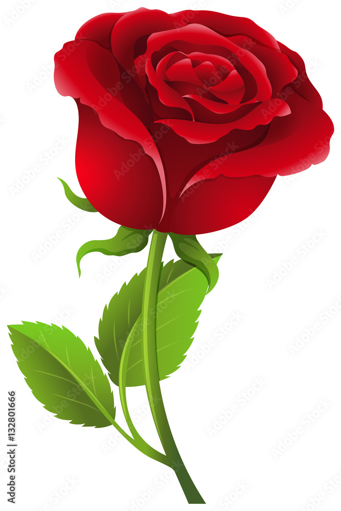 Poster Red rose on stem