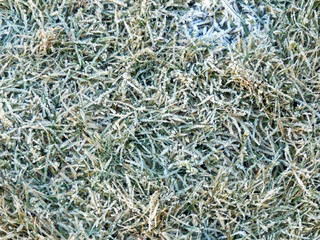 texture of frozen green grass, flat lawn surface